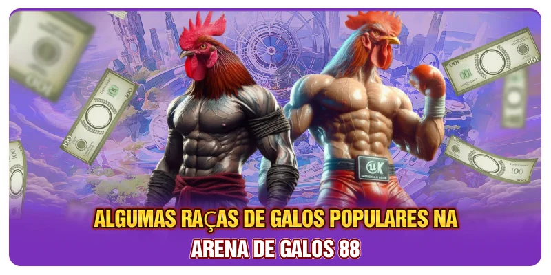 Algumas raças de galos populares na arena de galos 88 Algumas raças de galos populares na arena de galos 88