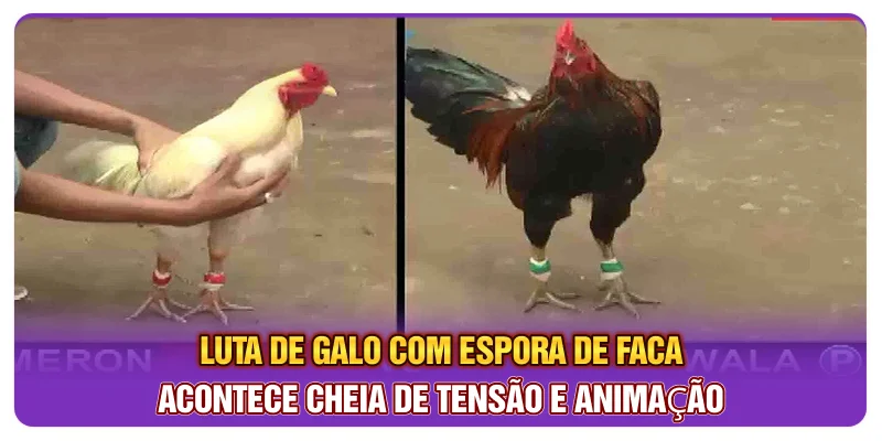 Luta de galo com espora de faca acontece cheia de tensão e animação