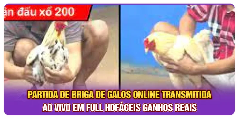 Partida de briga de galos online transmitida ao vivo em full HD