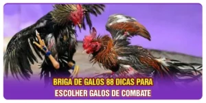 Briga De Galos 88: Dicas Para Escolher Galos De Combate
