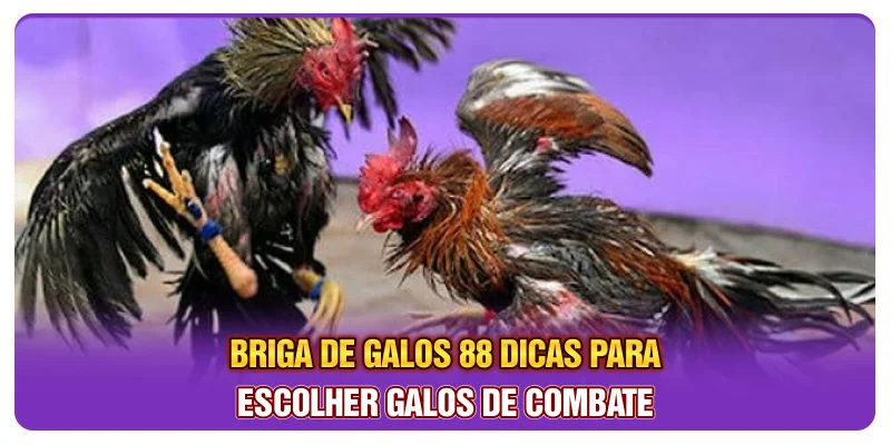 Briga De Galos 88: Dicas Para Escolher Galos De Combate