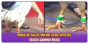 Briga De Galos Online XXGG: Apostas Fáceis Ganhos Reais