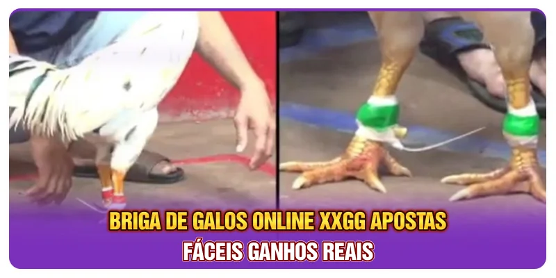 Briga De Galos Online XXGG: Apostas Fáceis Ganhos Reais